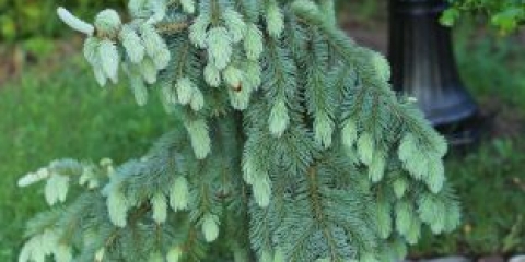 Smreka pendula bruns, kuhati